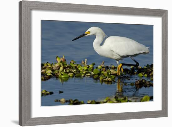 Florida, Immokalee, Snowy Egret Hunting-Bernard Friel-Framed Photographic Print