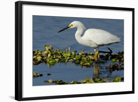 Florida, Immokalee, Snowy Egret Hunting-Bernard Friel-Framed Photographic Print