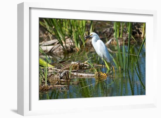 Florida, Immokalee, Snowy Egret Hunting-Bernard Friel-Framed Photographic Print