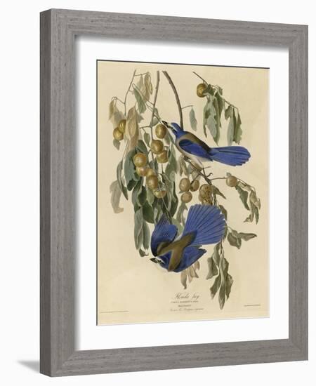 Florida Jay-null-Framed Giclee Print