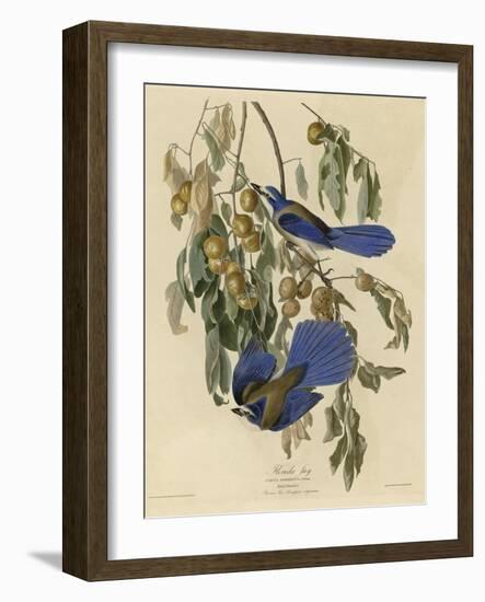 Florida Jay-null-Framed Giclee Print