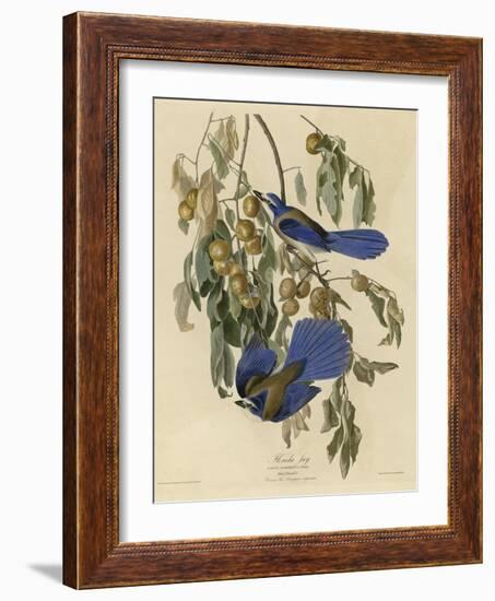 Florida Jay-null-Framed Giclee Print