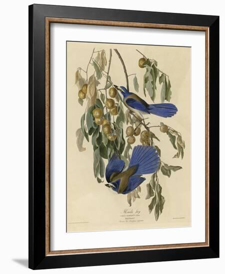 Florida Jay-null-Framed Giclee Print