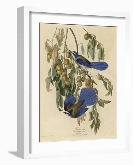 Florida Jay-null-Framed Giclee Print