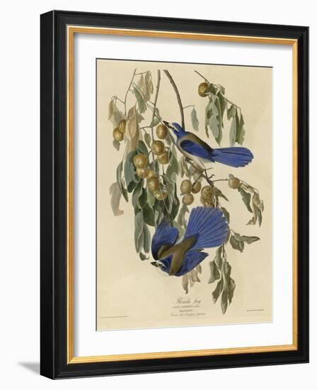 Florida Jay-null-Framed Giclee Print