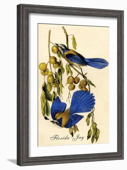 Florida Jay-John James Audubon-Framed Art Print