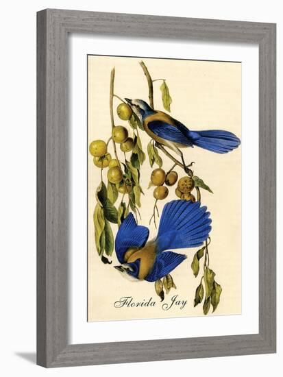 Florida Jay-John James Audubon-Framed Art Print