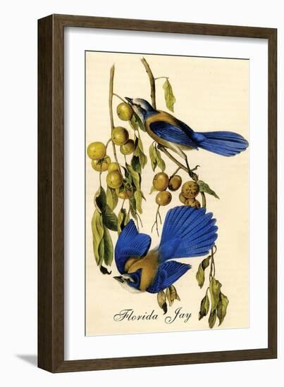 Florida Jay-John James Audubon-Framed Art Print