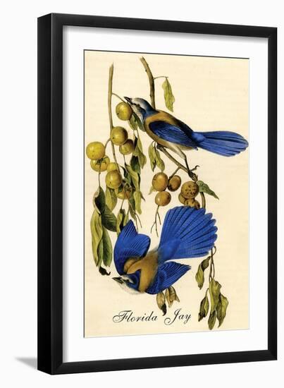 Florida Jay-John James Audubon-Framed Art Print