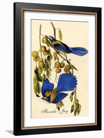 Florida Jay-John James Audubon-Framed Art Print