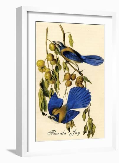 Florida Jay-John James Audubon-Framed Art Print