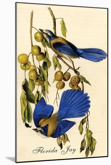 Florida Jay-John James Audubon-Mounted Art Print