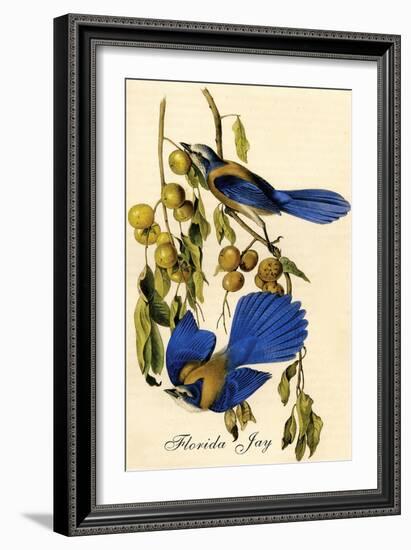 Florida Jay-John James Audubon-Framed Art Print