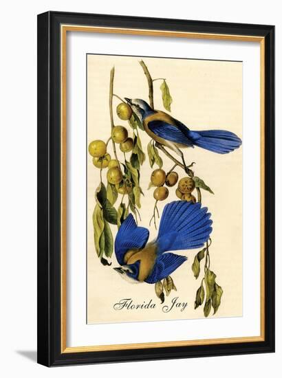 Florida Jay-John James Audubon-Framed Art Print