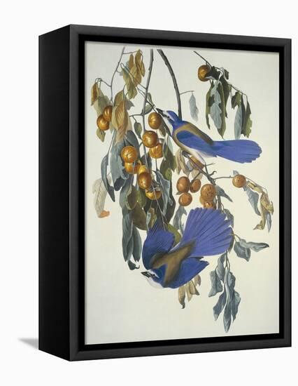 Florida Jay-John James Audubon-Framed Stretched Canvas