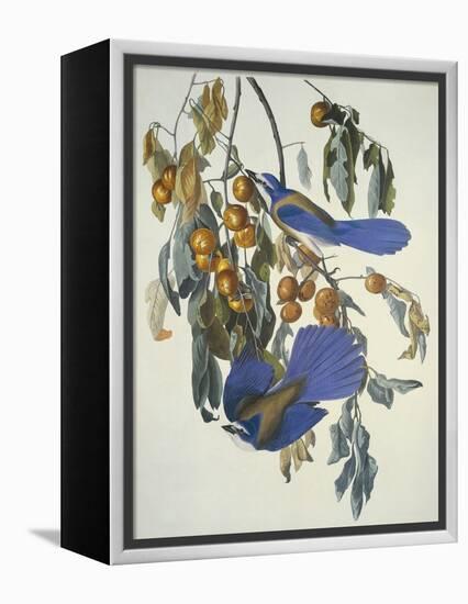 Florida Jay-John James Audubon-Framed Stretched Canvas