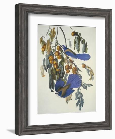 Florida Jay-John James Audubon-Framed Art Print