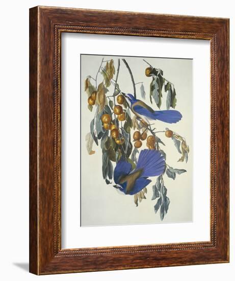 Florida Jay-John James Audubon-Framed Art Print