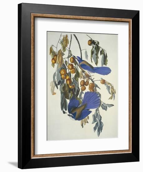 Florida Jay-John James Audubon-Framed Art Print