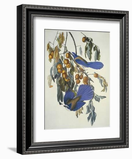 Florida Jay-John James Audubon-Framed Art Print