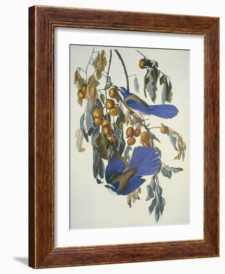 Florida Jay-John James Audubon-Framed Art Print