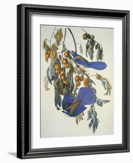 Florida Jay-John James Audubon-Framed Art Print