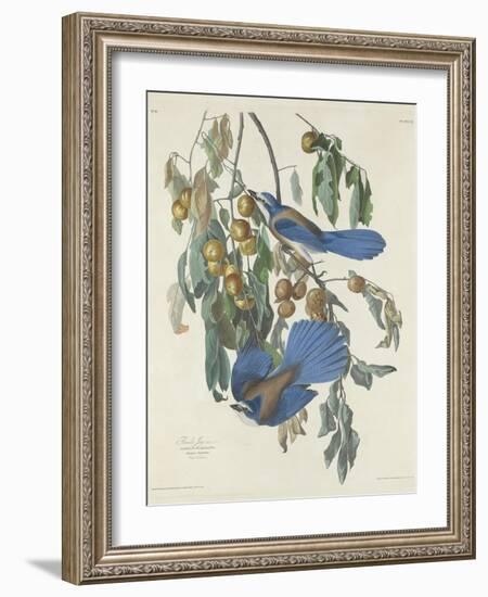 Florida Jays, 1830-John James Audubon-Framed Giclee Print