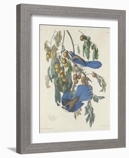 Florida Jays, 1830-John James Audubon-Framed Giclee Print