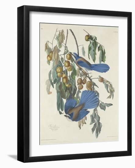 Florida Jays, 1830-John James Audubon-Framed Giclee Print