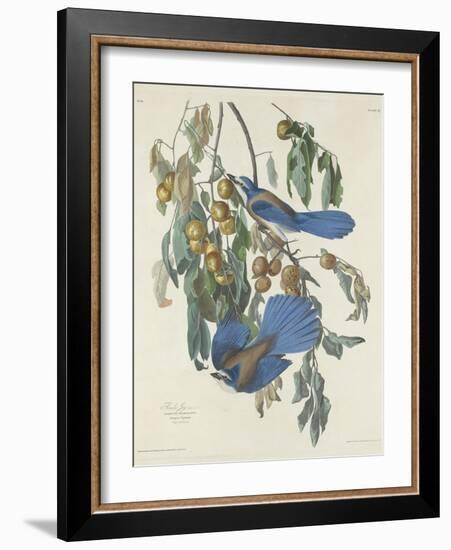 Florida Jays, 1830-John James Audubon-Framed Giclee Print