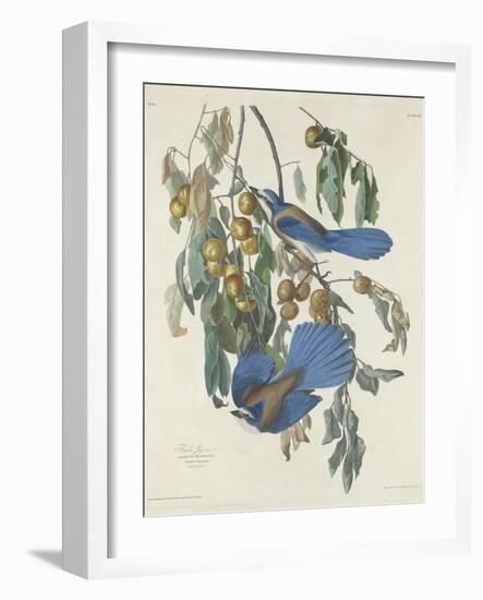 Florida Jays, 1830-John James Audubon-Framed Giclee Print