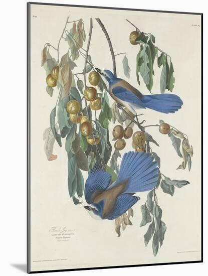 Florida Jays, 1830-John James Audubon-Mounted Giclee Print