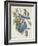 Florida Jays, 1830-John James Audubon-Framed Giclee Print