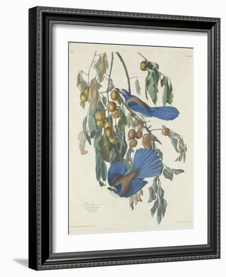 Florida Jays, 1830-John James Audubon-Framed Giclee Print