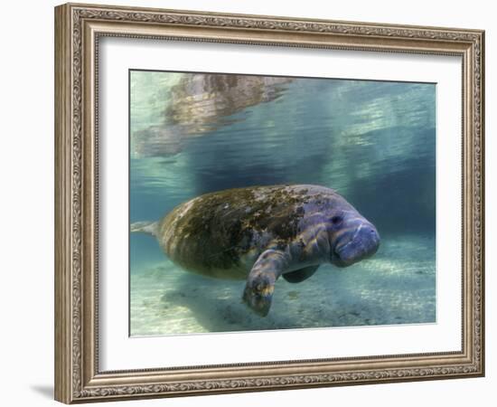 Florida Manatee, Crystal River, Florida, Usa-Rebecca Jackrel-Framed Photographic Print