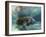 Florida Manatee, Crystal River, Florida, Usa-Rebecca Jackrel-Framed Photographic Print