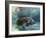 Florida Manatee, Crystal River, Florida, Usa-Rebecca Jackrel-Framed Photographic Print