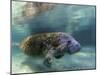 Florida Manatee, Crystal River, Florida, Usa-Rebecca Jackrel-Mounted Photographic Print