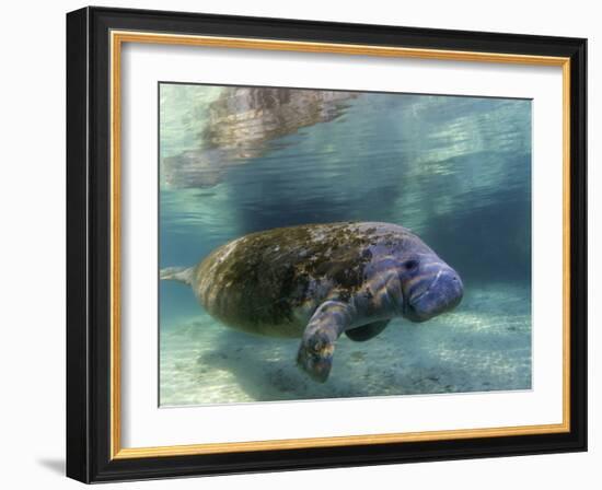 Florida Manatee, Crystal River, Florida, Usa-Rebecca Jackrel-Framed Photographic Print