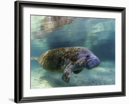 Florida Manatee, Crystal River, Florida, Usa-Rebecca Jackrel-Framed Photographic Print