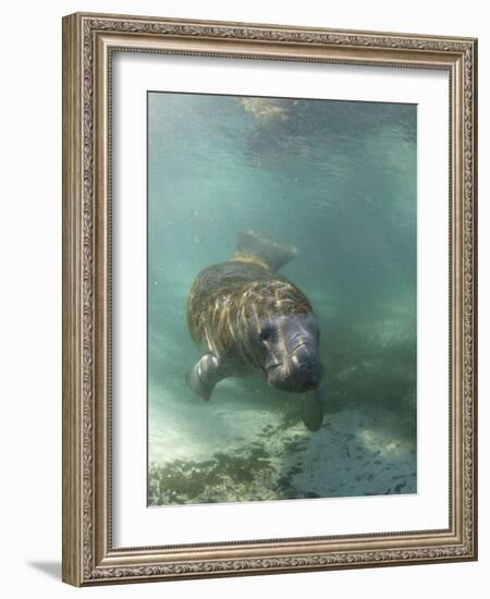 Florida Manatee, Crystal River, Florida, Usa-Rebecca Jackrel-Framed Photographic Print