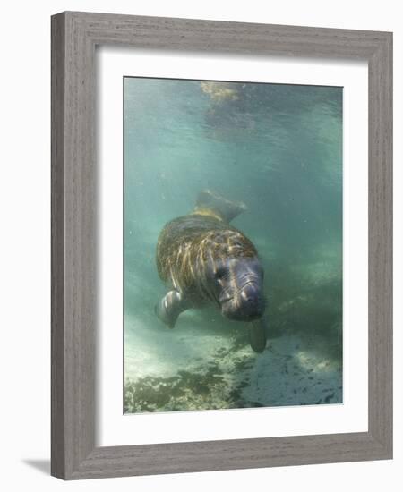 Florida Manatee, Crystal River, Florida, Usa-Rebecca Jackrel-Framed Photographic Print