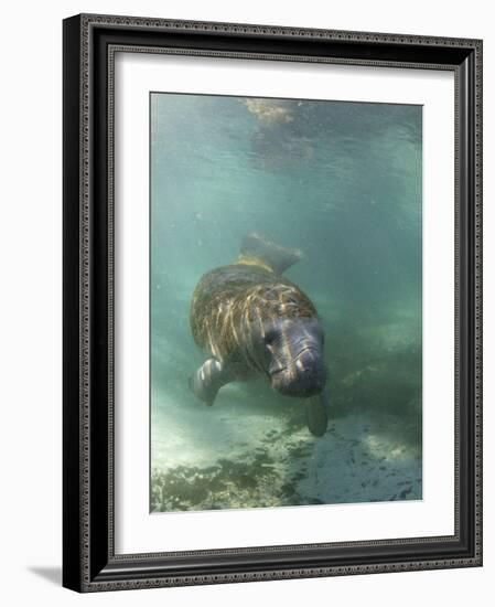 Florida Manatee, Crystal River, Florida, Usa-Rebecca Jackrel-Framed Photographic Print