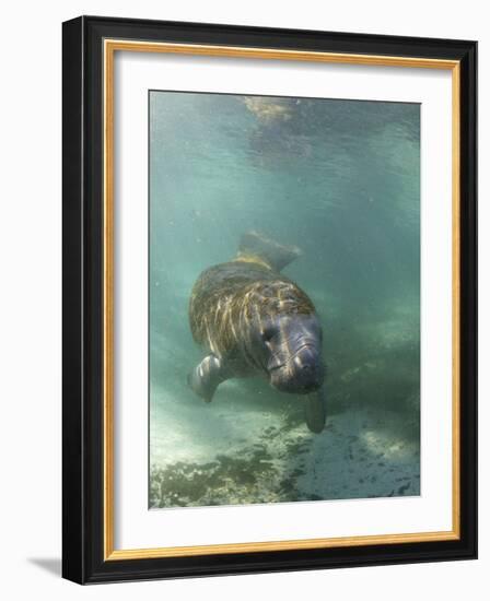 Florida Manatee, Crystal River, Florida, Usa-Rebecca Jackrel-Framed Photographic Print