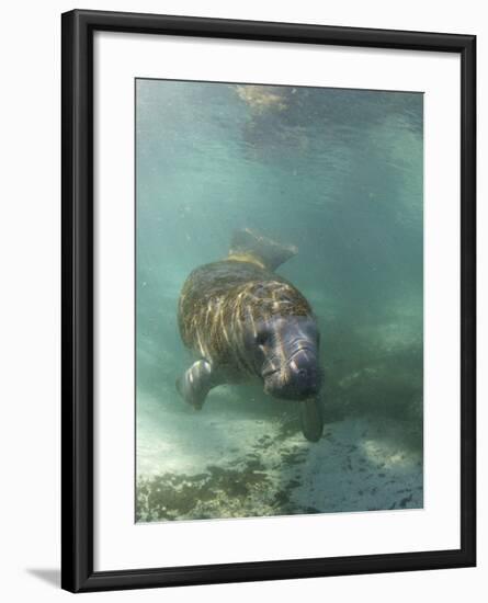 Florida Manatee, Crystal River, Florida, Usa-Rebecca Jackrel-Framed Photographic Print