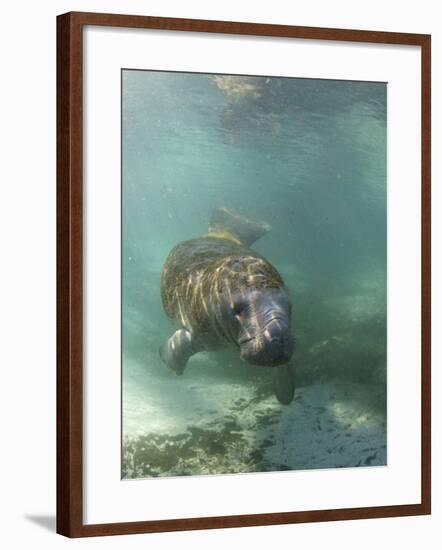 Florida Manatee, Crystal River, Florida, Usa-Rebecca Jackrel-Framed Photographic Print