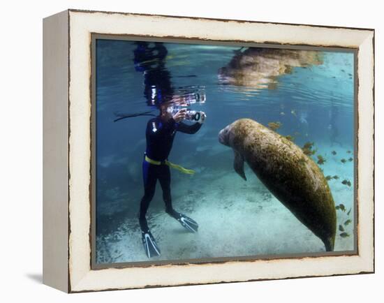 Florida Manatee, Crystal River, Florida, Usa-Rebecca Jackrel-Framed Premier Image Canvas