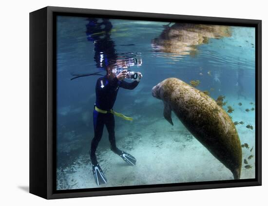 Florida Manatee, Crystal River, Florida, Usa-Rebecca Jackrel-Framed Premier Image Canvas