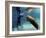 Florida Manatee, Crystal River, Florida, Usa-Rebecca Jackrel-Framed Photographic Print