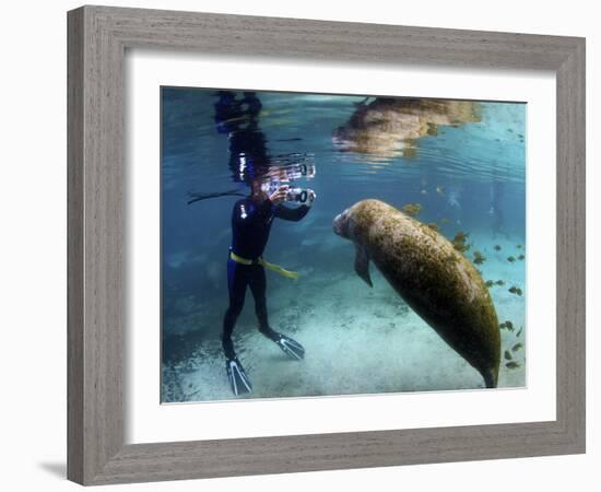 Florida Manatee, Crystal River, Florida, Usa-Rebecca Jackrel-Framed Photographic Print